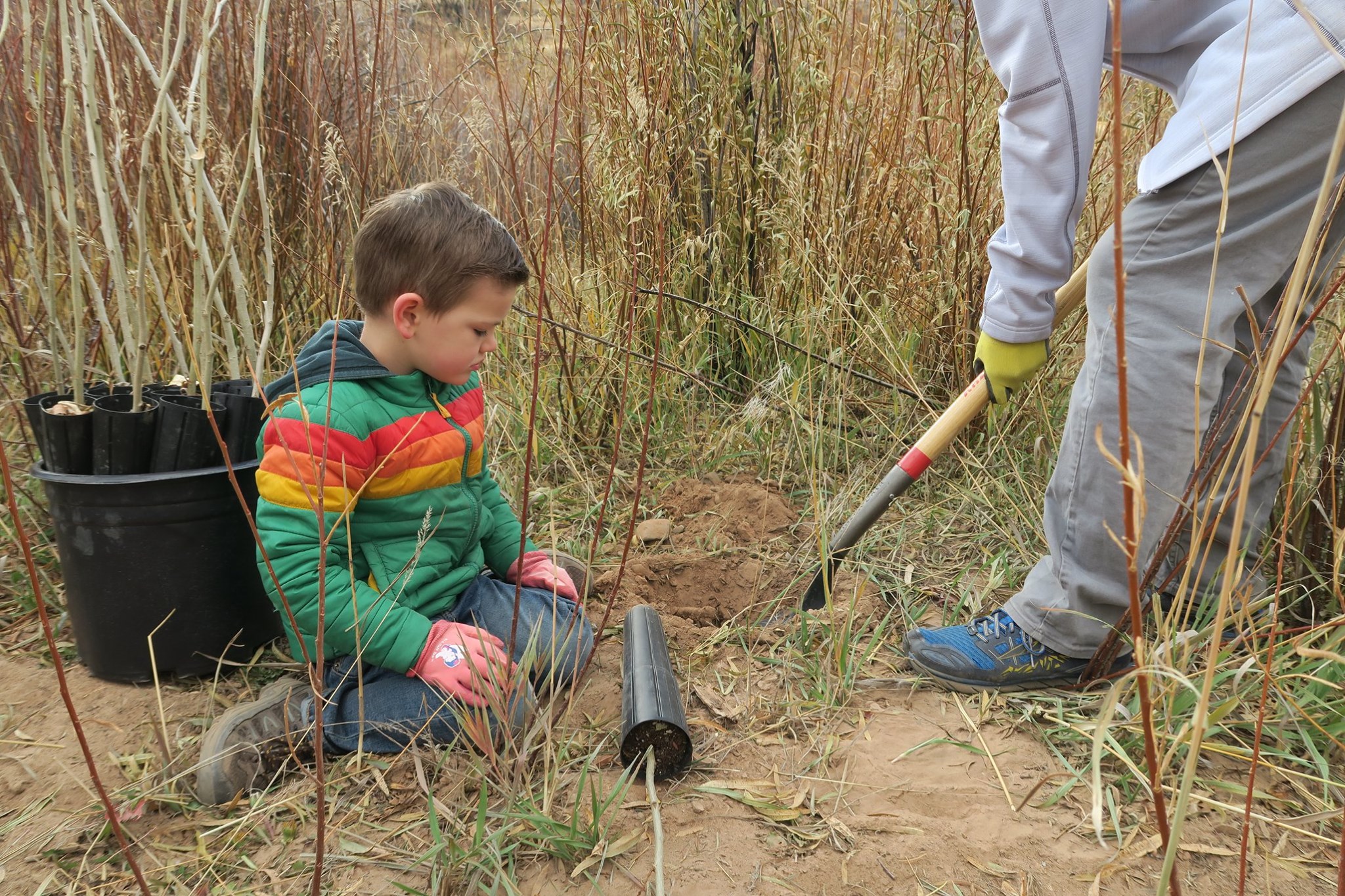 Diamond Fork Tree Planting 