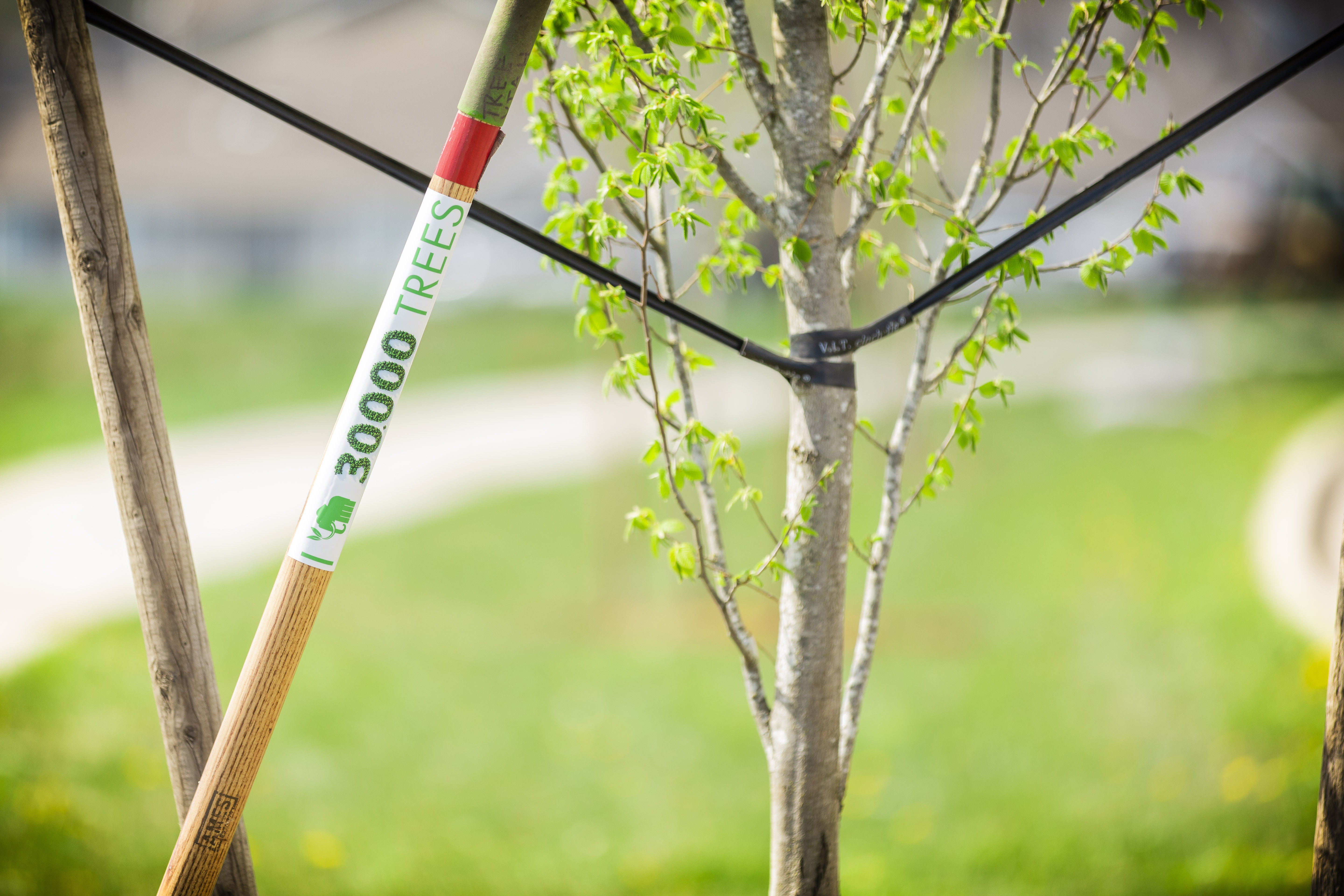Our 30000 Tree Commitment